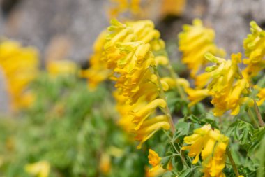 Macro shot of yellow corydalis (pseudofumaria lutea) flowers in bloom clipart