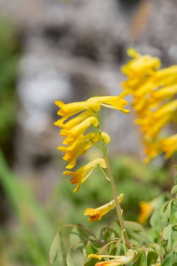 Sarı Corydalis (psödofumaria lutea) çiçekleri çiçek açmış.