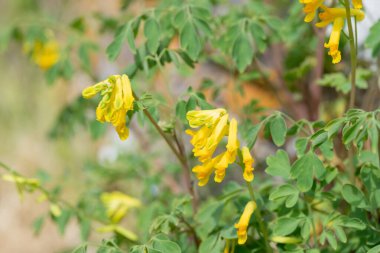 Sarı Corydalis (psödofumaria lutea) çiçekleri çiçek açmış.