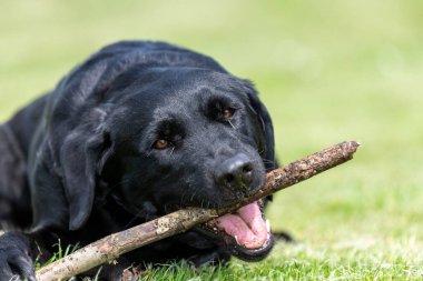 Çubuk çiğneyen siyah bir Labrador 'un portresi 