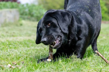 Çubuk çiğneyen siyah bir Labrador 'un portresi 