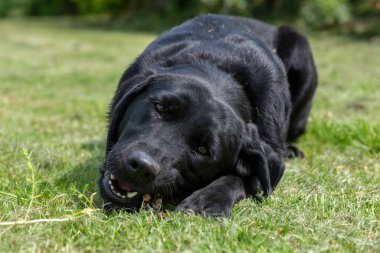 Çubuk çiğneyen siyah bir Labrador 'un portresi 