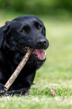 Bahçede çubuk çiğneyen sevimli siyah bir Labrador portresi