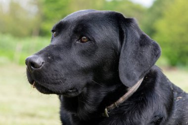 Siyah şirin bir Labrador 'un yakın portresi. 
