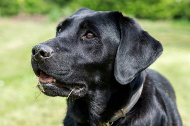 Siyah şirin bir Labrador 'un yakın portresi. 