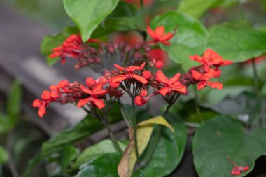 Çiçekler açan alevli ihtişamlı çiçeklere (katip davulu ihtişamı) yakın çekim