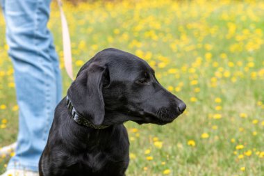 Oturan siyah Labrador köpeğinin portresi.