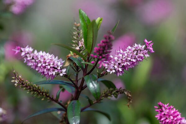 Close up of pink hebe flowers in bloom