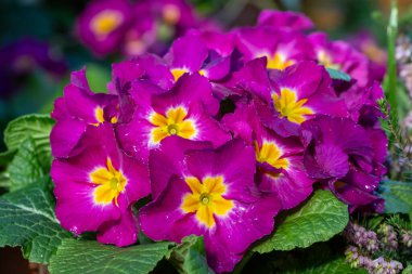 Çiçek açmış pembe polyanthus çuha çiçeklerine yakın