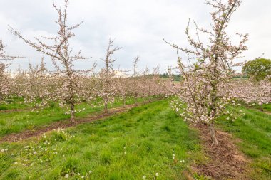 Modern elma bahçesinde elma çiçeği açıyor.