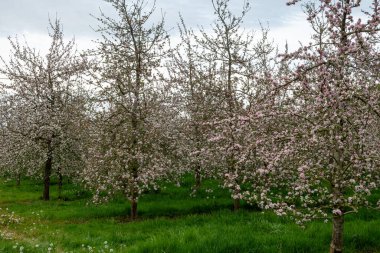 Modern elma bahçesinde elma çiçeği açıyor.