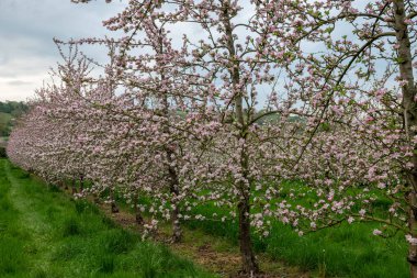 Modern elma bahçesinde elma çiçeği açıyor.