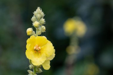 Close up of a great mullein (verbascum thapsus) flower in bloom