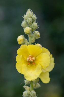 Close up of a great mullein (verbascum thapsus) flower in bloom