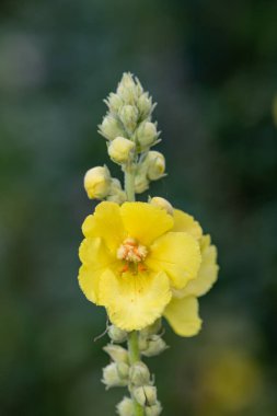 Close up of a great mullein (verbascum thapsus) flower in bloom