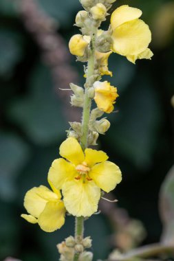 Close up of a great mullein (verbascum thapsus) flower in bloom