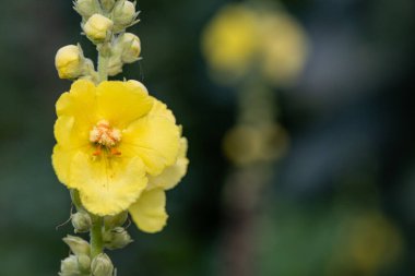 Close up of a great mullein (verbascum thapsus) flower in bloom