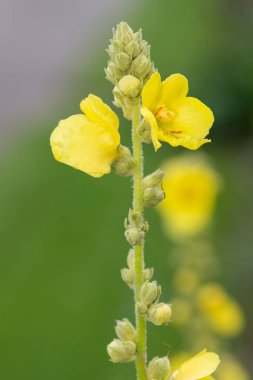 Close up of a great mullein (verbascum thapsus) flower in bloom