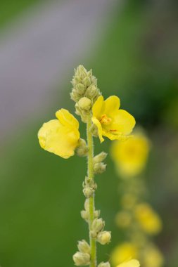 Close up of a great mullein (verbascum thapsus) flower in bloom