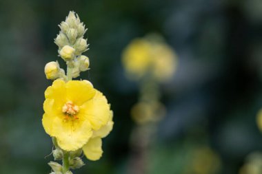 Close up of a great mullein (verbascum thapsus) flower in bloom