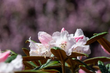 Close up of pink Rhododendron flowers in bloom