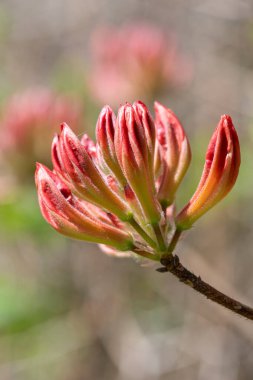 Portakal rengi Rhododendron çiçeklerinin yaklaşması çiçek açar.