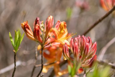 Portakal rengi Rhododendron çiçeklerinin yaklaşması çiçek açar.