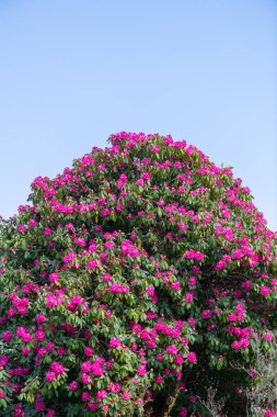 Close up of pink Rhododendron flowers in bloom