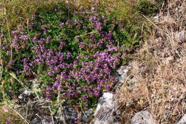 Çiçekler açan kediotu (valeriana officinalis) çiçeklerine yakın çekim