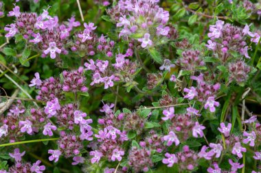Çiçekler açan kediotu (valeriana officinalis) çiçeklerine yakın çekim