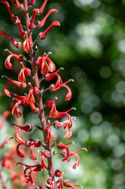 Close up of lobelia tupa flowers in bloom clipart