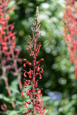 Lobelia tupa çiçeklerinin açılışını kapat