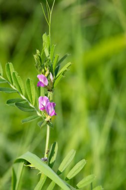 Çiçeklerin çiçek açtığı ortak bir nokta (vicia sativa) var.