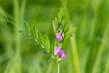 Çiy damlacıklarıyla kaplanmış genel bir 