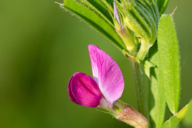 Yaygın bir çiçek (vicia sativa) çiçeğinin makro çekimi