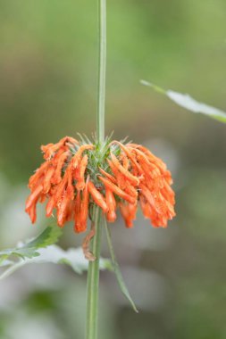 Close up of lions tail (leonotis leonurus) flowers in bloom clipart