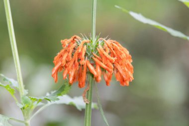 Açan aslanların kuyruğuna (leonotis leonurus) yakın plan