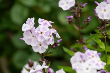 Çiçekler açan pembe ve beyaz bahçe feniklerine (phlox paniculata) yakın plan