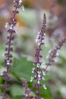 Çiçek açan gümüş püsküren çiçekleri kapat (coleus argentatus)