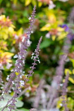 Çiçek açan gümüş püsküren çiçekleri kapat (coleus argentatus)