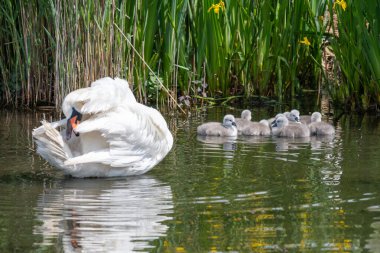 Close up of newborn mute swan (cygnus olor) cygnets swimming in the water clipart