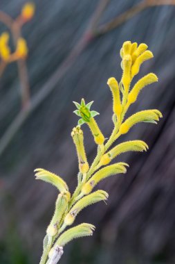 Çiçek açan altın kanguru pençesine (anigozanthos) yakın plan