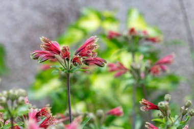 Çiçek açmış Peru zambaklarına yaklaş