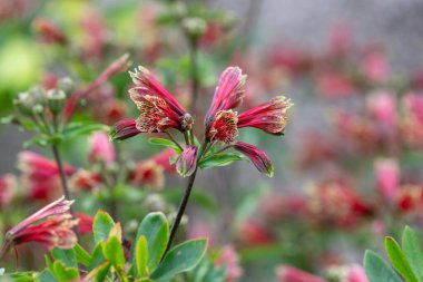 Çiçek açmış Peru zambaklarına yaklaş