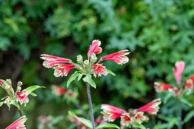Çiçek açmış Peru zambaklarına yaklaş