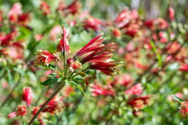Çiçek açmış Peru zambaklarına yaklaş