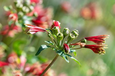 Çiçek açmış Peru zambaklarına yaklaş