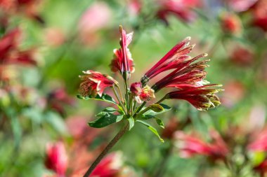 Çiçek açmış Peru zambaklarına yaklaş