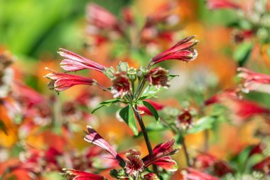 Çiçek açmış Peru zambaklarına yaklaş