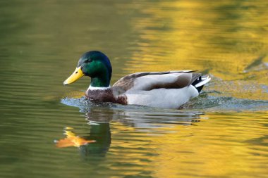 Suda yüzen bir yaban ördeği drake 'nin (anas platyrhynchos) yakınında.